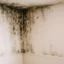 muffa sul muro