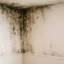 muffa sul muro